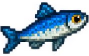 Sardine