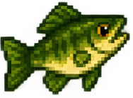 Forellenbarsch