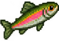 Regenbogenforelle